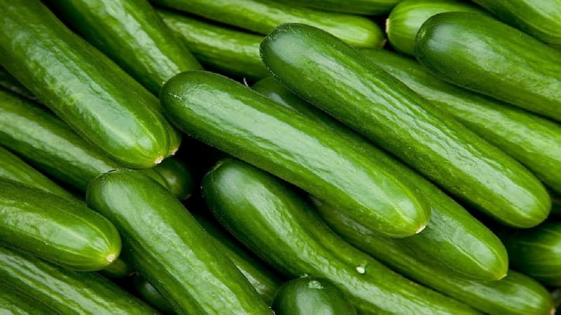 خیار قلمی کوچک برداشت شده از مزارع مرغوب